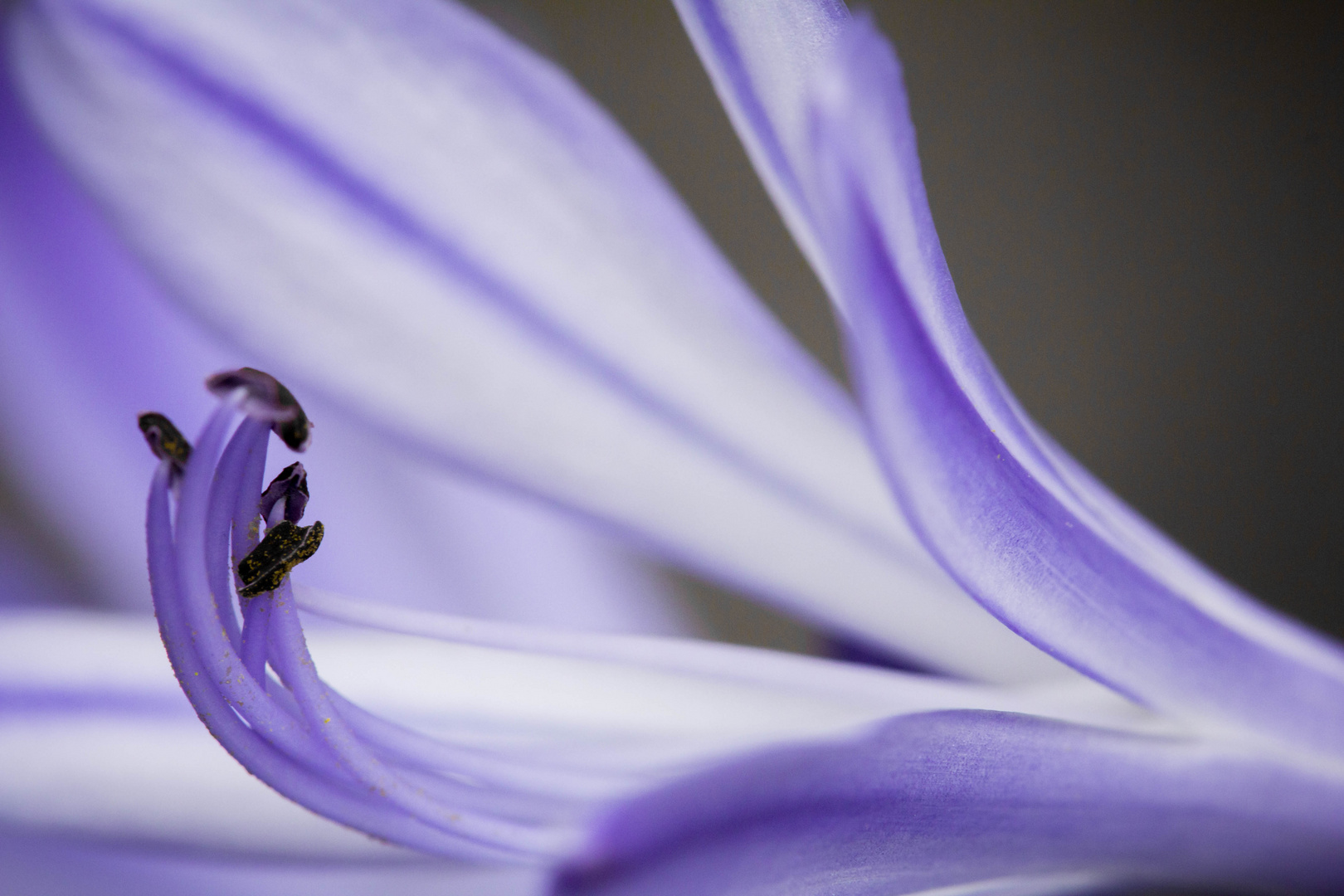 Schmucklilie "Agapanthus africanus"