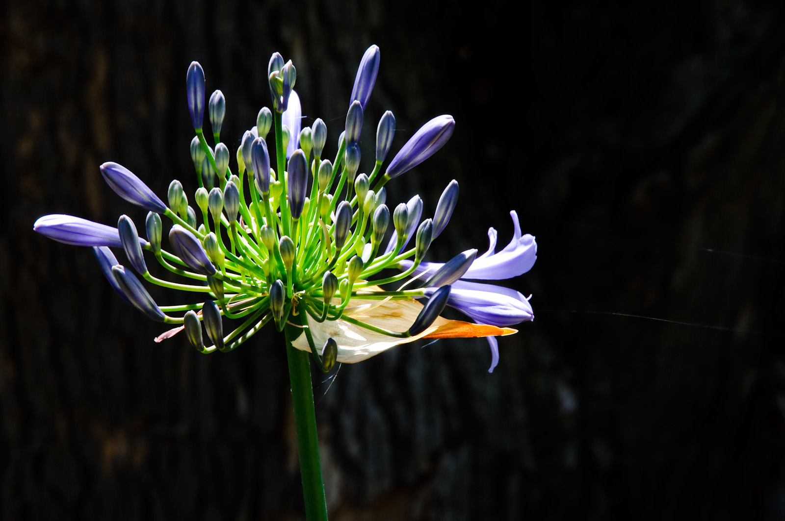 Schmucklilie (Agapanthus) auf dem Weingut Boschendal