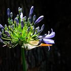 Schmucklilie (Agapanthus) auf dem Weingut Boschendal