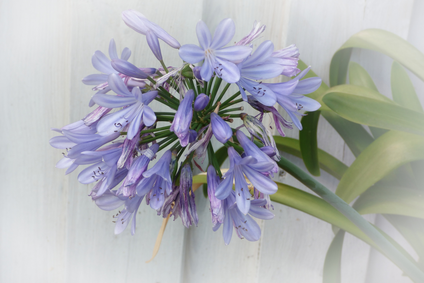 Schmucklilie Agapanthus 'Blue'