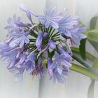 Schmucklilie Agapanthus 'Blue'