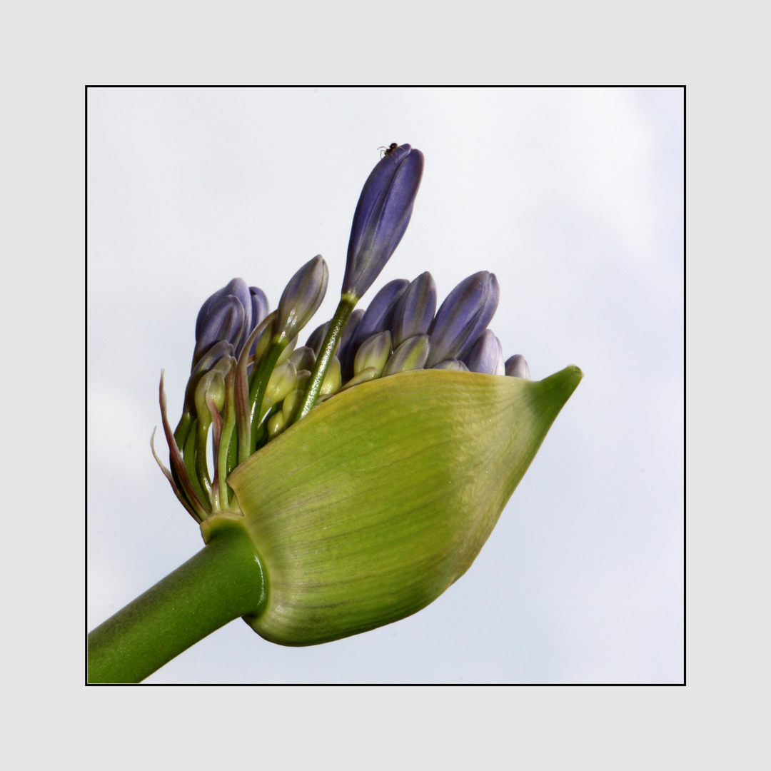 Schmucklilie ( Agapanthus)