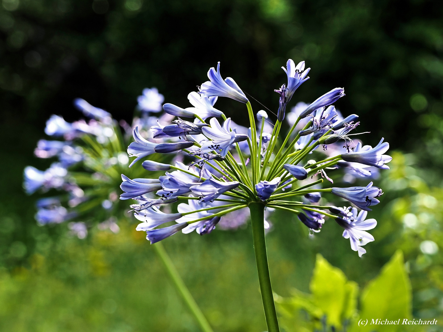 SCHMUCKLILIE (AGAPANTHUS)