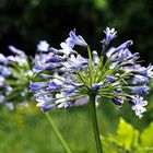 SCHMUCKLILIE (AGAPANTHUS)