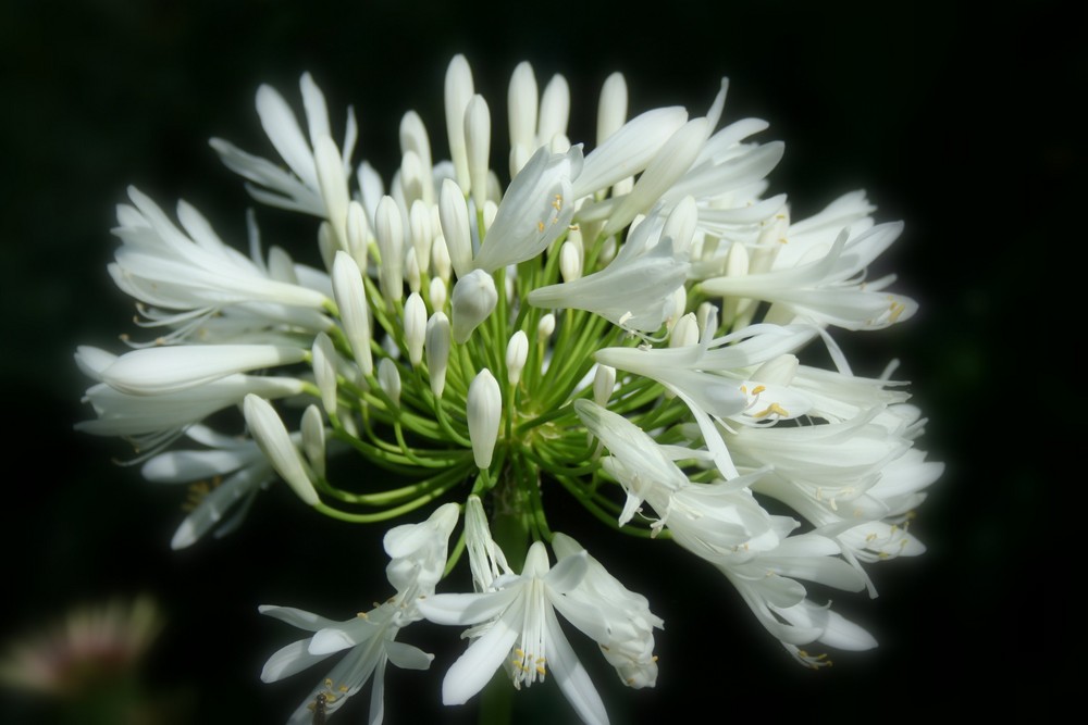 Schmucklilie - Agapanthus