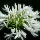 Schmucklilie - Agapanthus