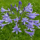 Schmucklilie/ Agapanthus