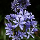 Schmucklilie (Agapanthus praecox)