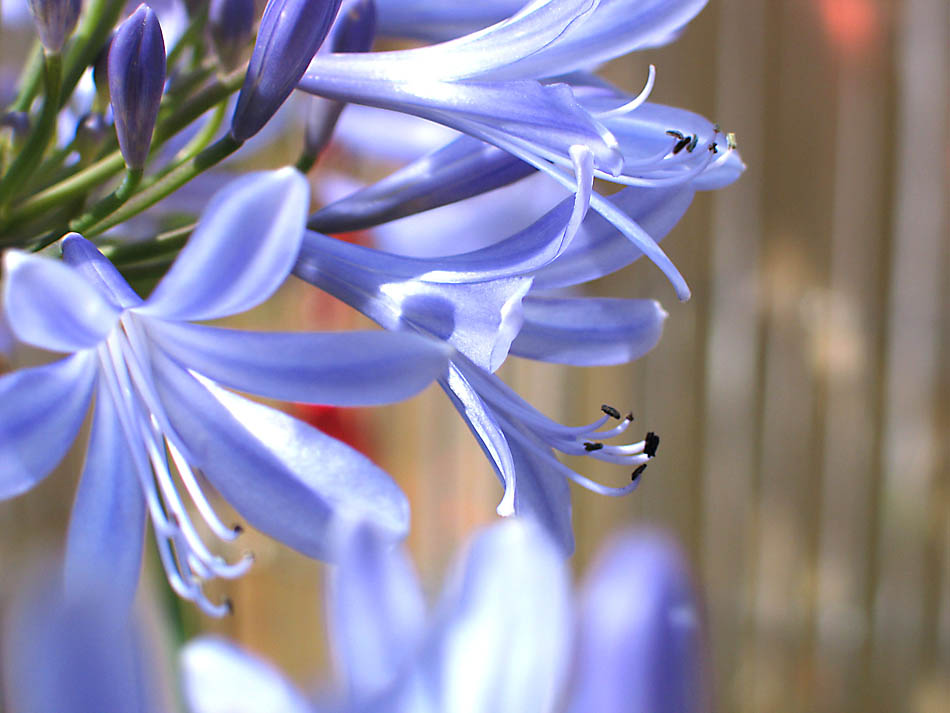 Schmucklilie, Agapanthus spec.