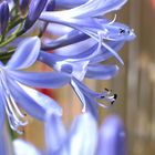 Schmucklilie, Agapanthus spec.