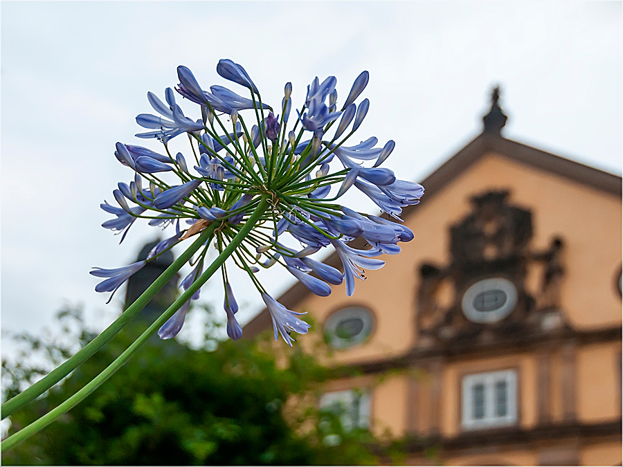 Schmucklilie im Schlosspark