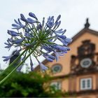 Schmucklilie im Schlosspark