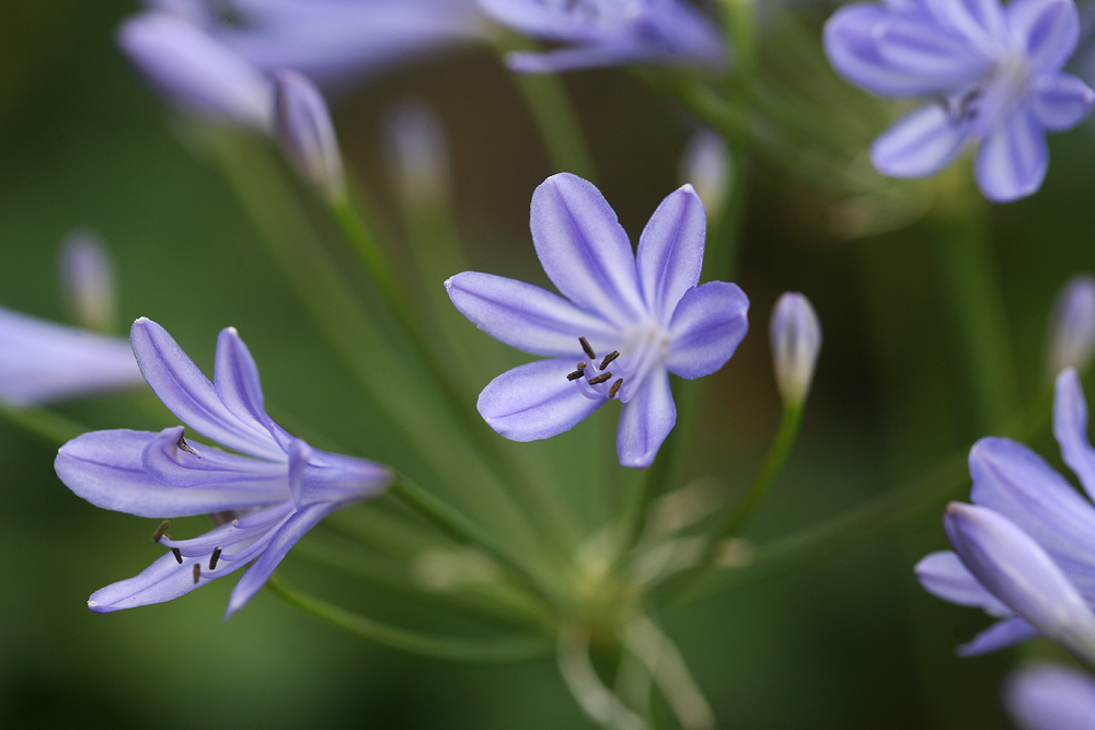 Schmucklilien