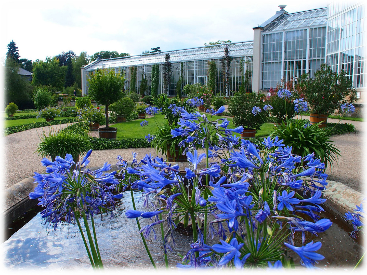 Schmucklilien aus Pillnitz