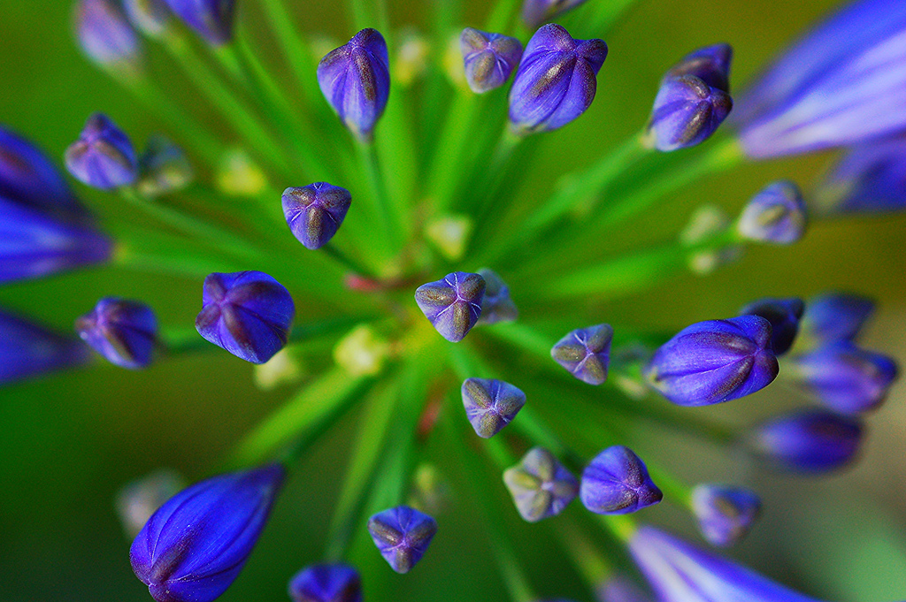 Schmucklilien