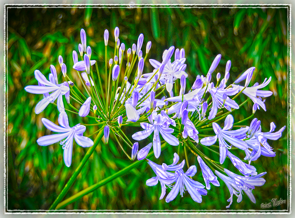 Schmucklilien/ Doldenlilien ( Agapanthus)