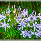 Schmucklilien/ Doldenlilien ( Agapanthus)