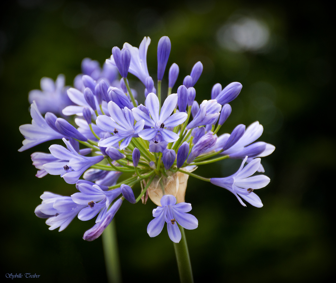 Schmucklilienblüte