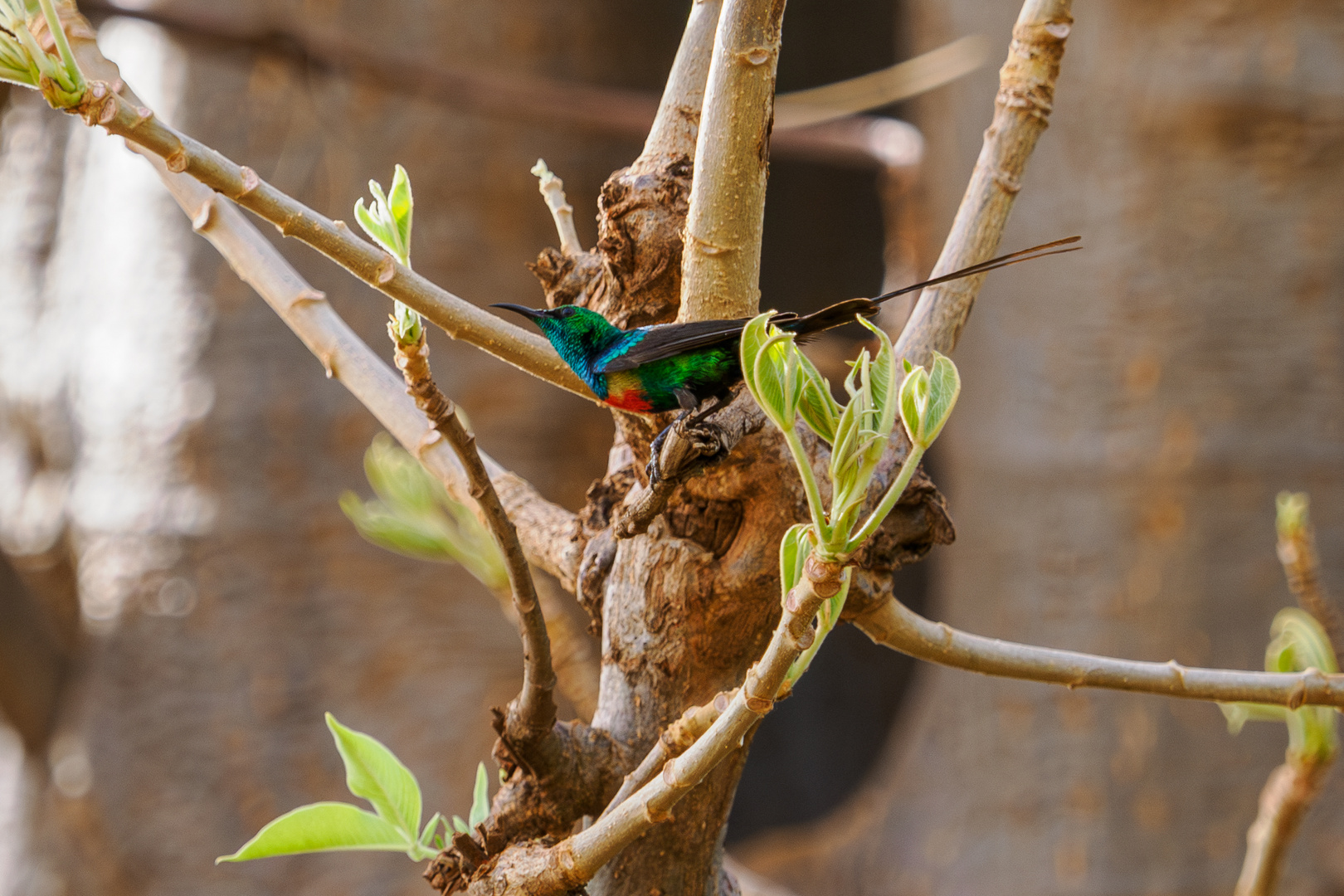 Schmucknektarvogel