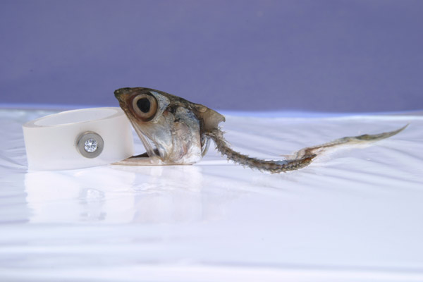 Schmuckphotographien