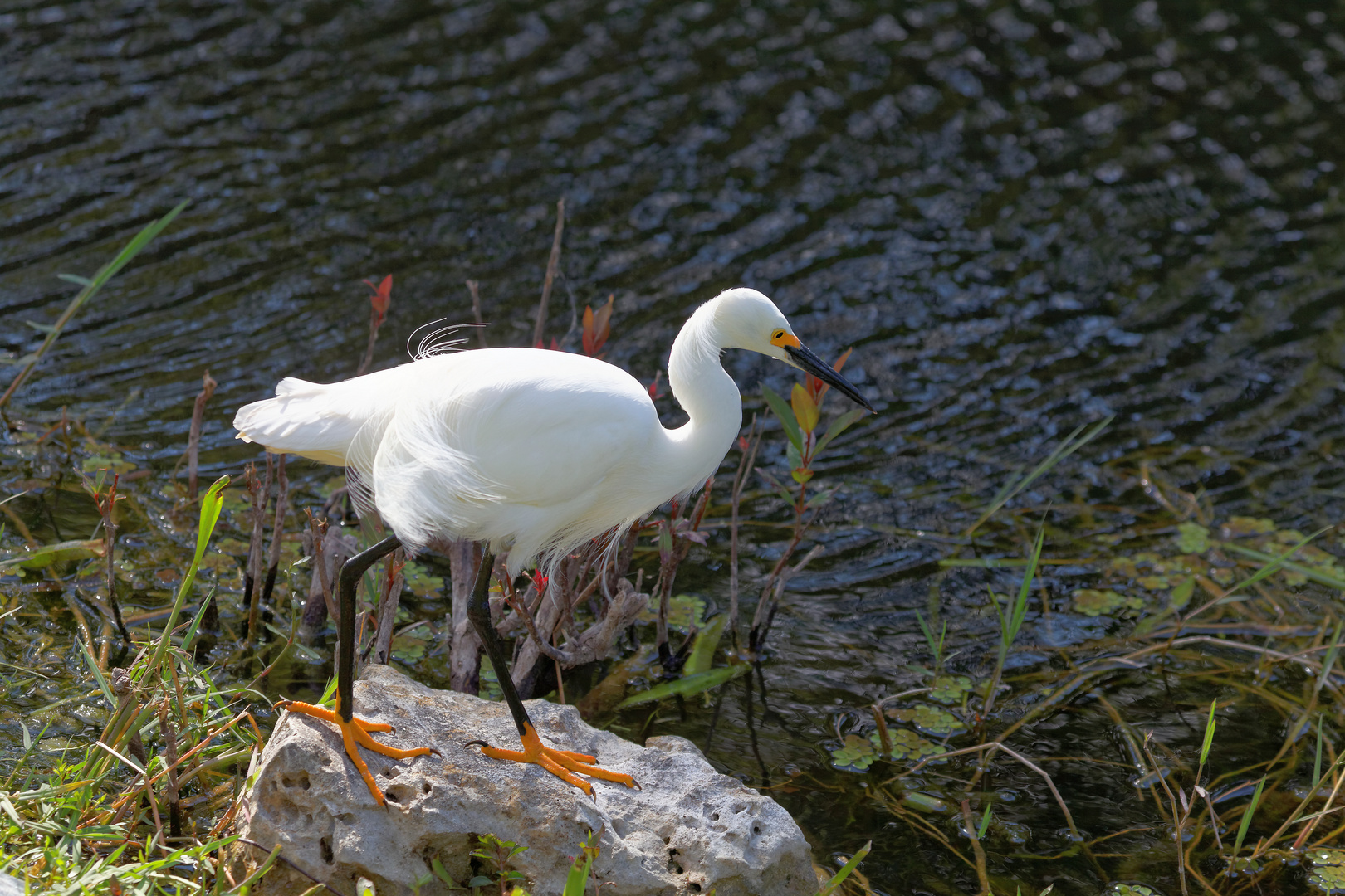 Schmuckreiher