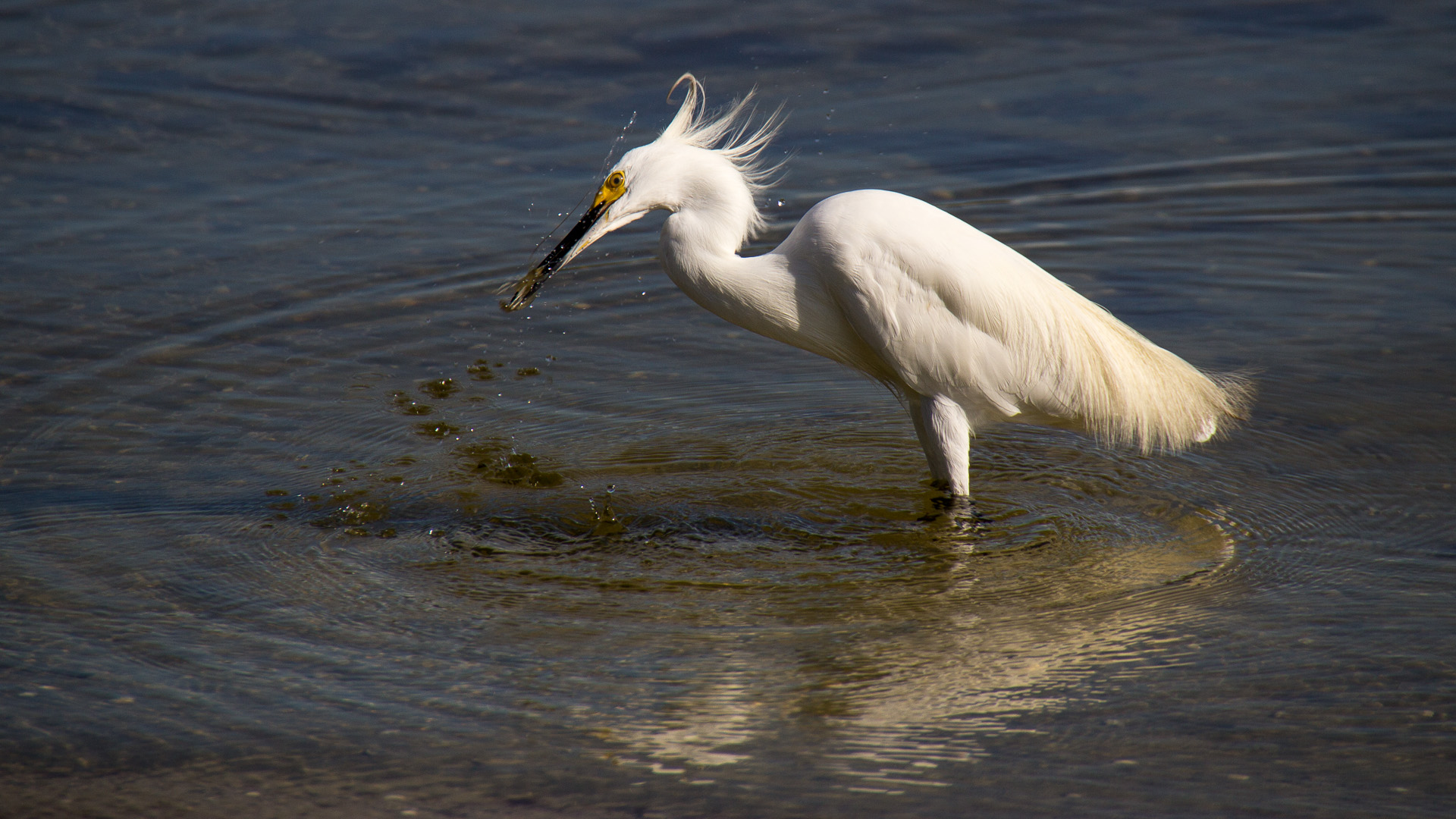 Schmuckreiher (Egretta thula)