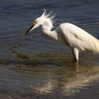 Schmuckreiher (Egretta thula)