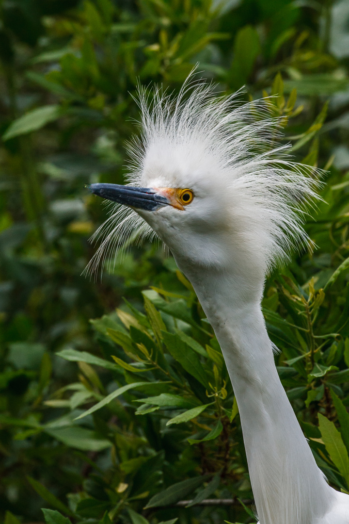 Schmuckreiher (Egretta thula)