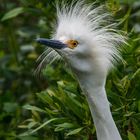 Schmuckreiher (Egretta thula)