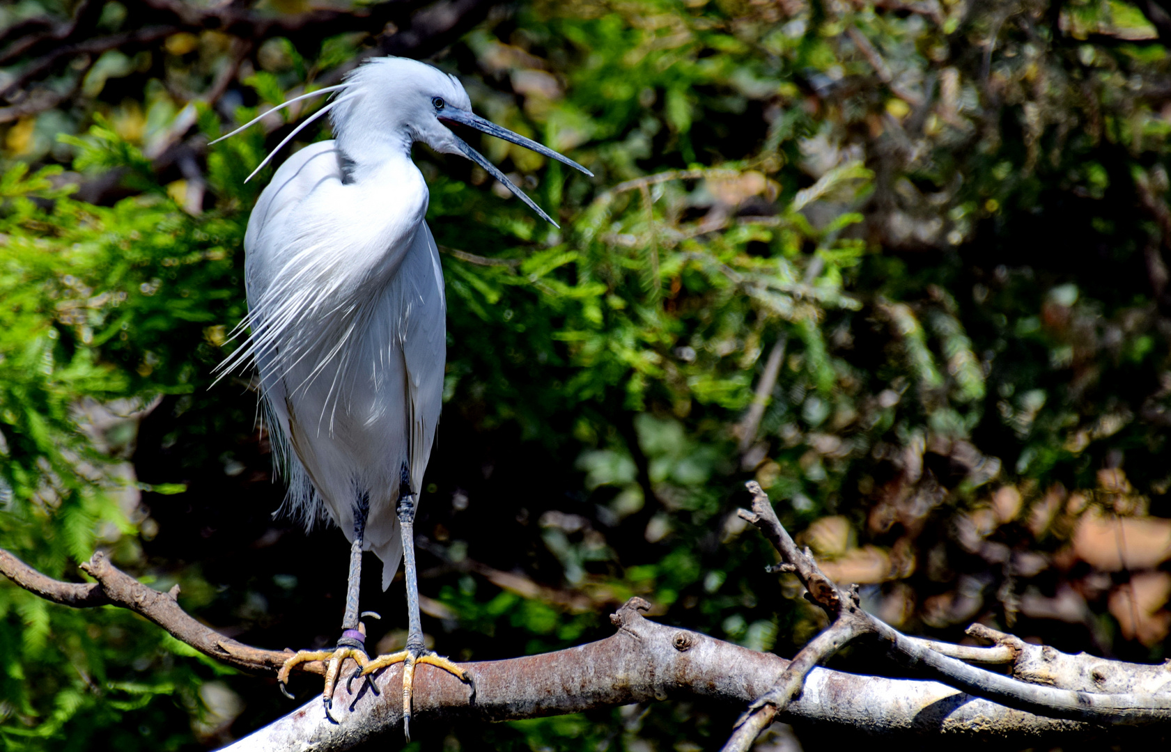 Schmuckreiher (Egretta thula)