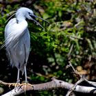 Schmuckreiher (Egretta thula)