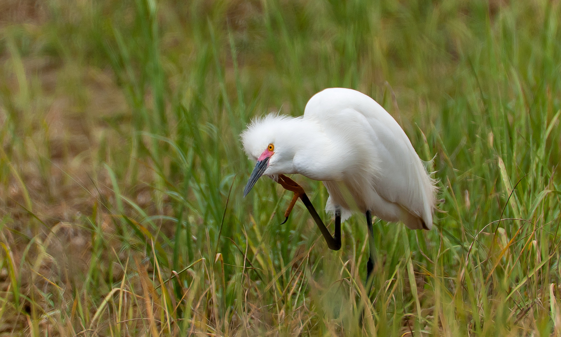 Schmuckreiher  (Egretta thula)