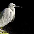 Schmuckreiher (Egretta thula) 