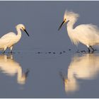 Schmuckreiher (Egretta thula) im Abendlicht...