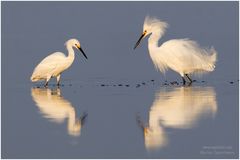 Schmuckreiher (Egretta thula) im Abendlicht...