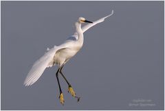 Schmuckreiher (Egretta thula) mit Handicap....