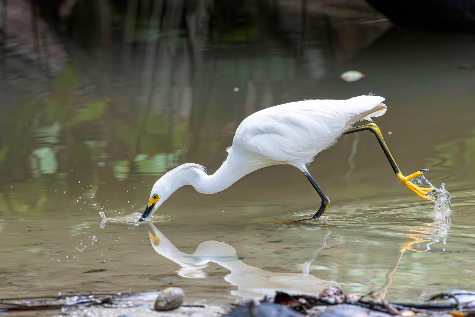 Schmuckreiher / Snowy egret