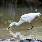 Schmuckreiher / Snowy egret