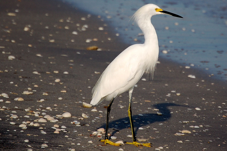 Schmuckreiher - Snowy Egret (Egretta thula)