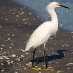 Schmuckreiher - Snowy Egret (Egretta thula)