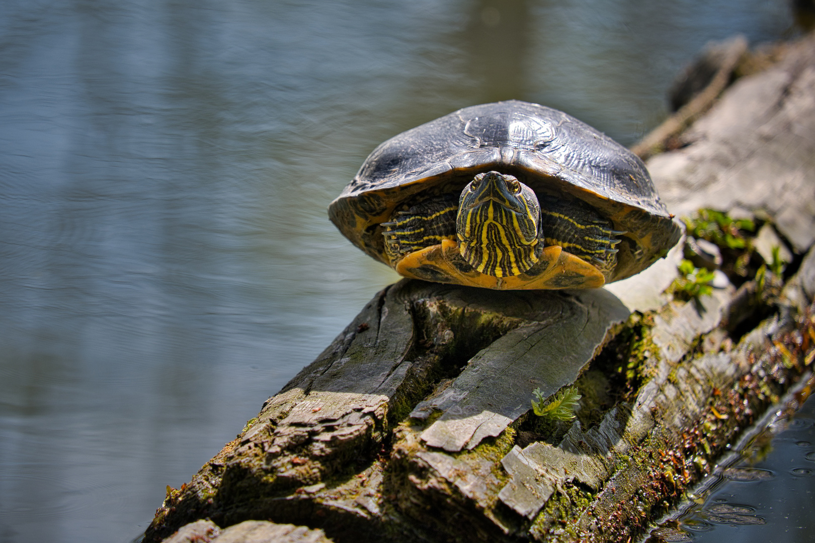 Schmuckschildkröte