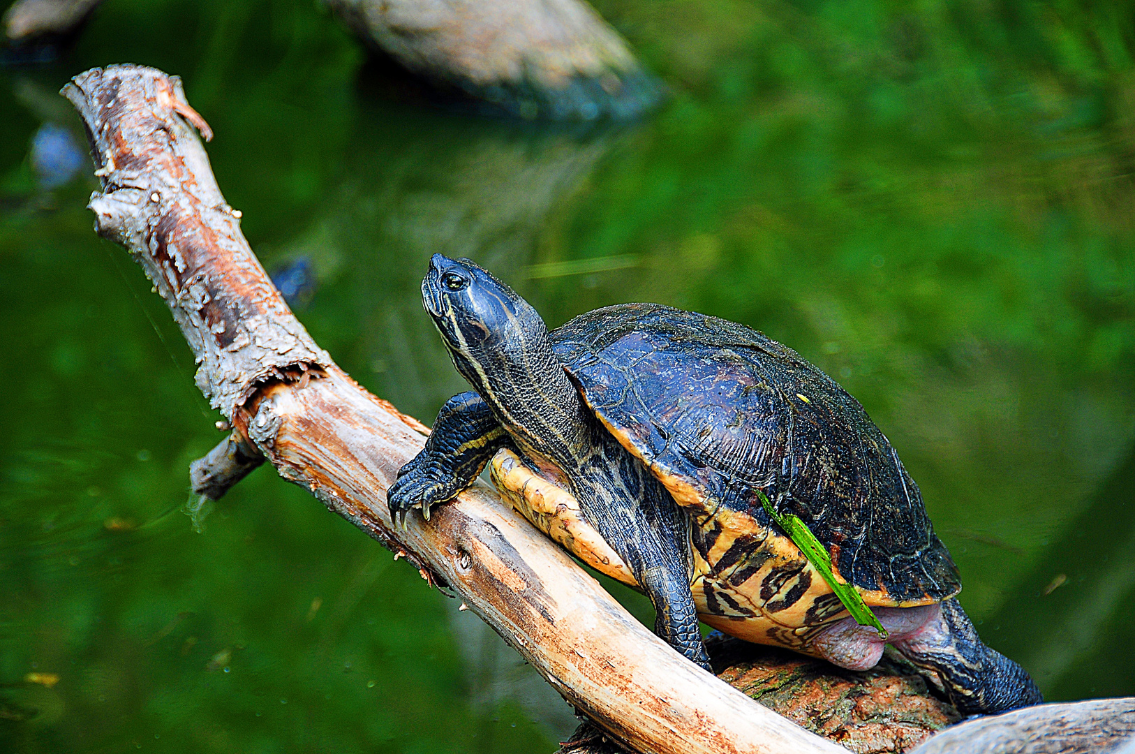 Schmuckschildkröte