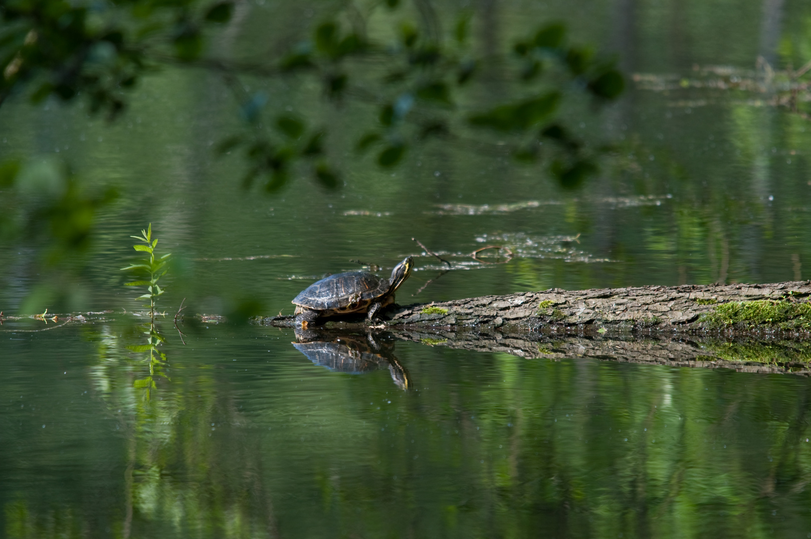 Schmuckschildkröte