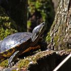 Schmuckschildkröte