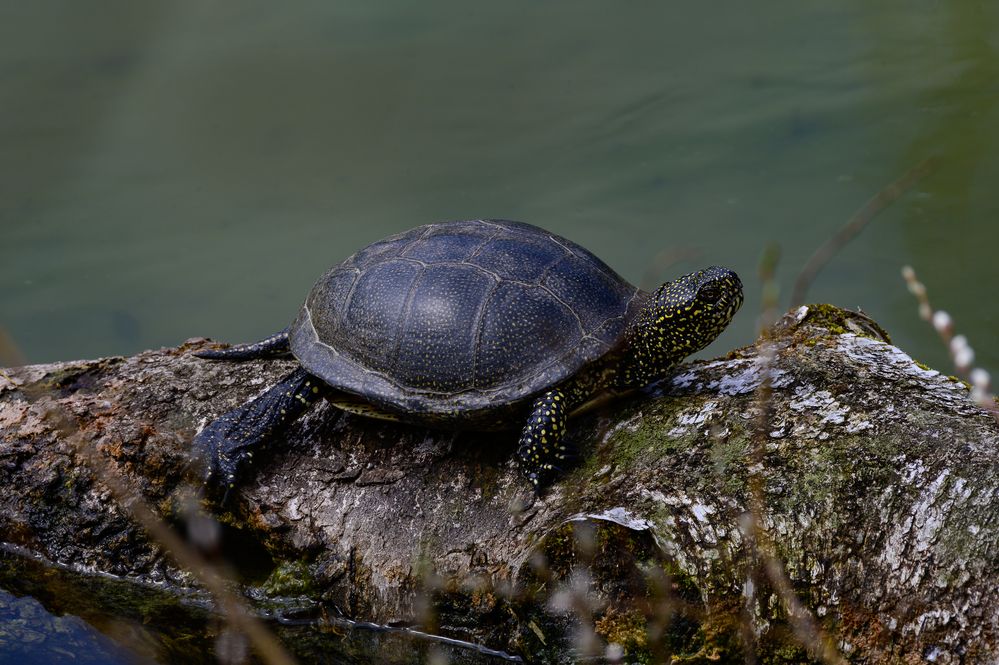 Schmuckschildkröte