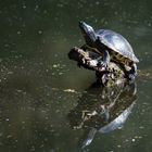 Schmuckschildkröte beim Sonnenbad