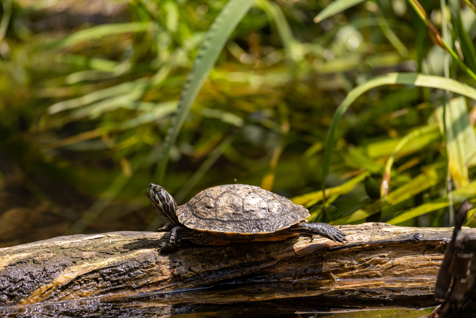 Schmuckschildkröte