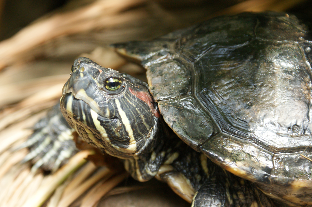 Schmuckschildkröte im Zoo Hannover