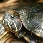 Schmuckschildkröte im Zoo Hannover