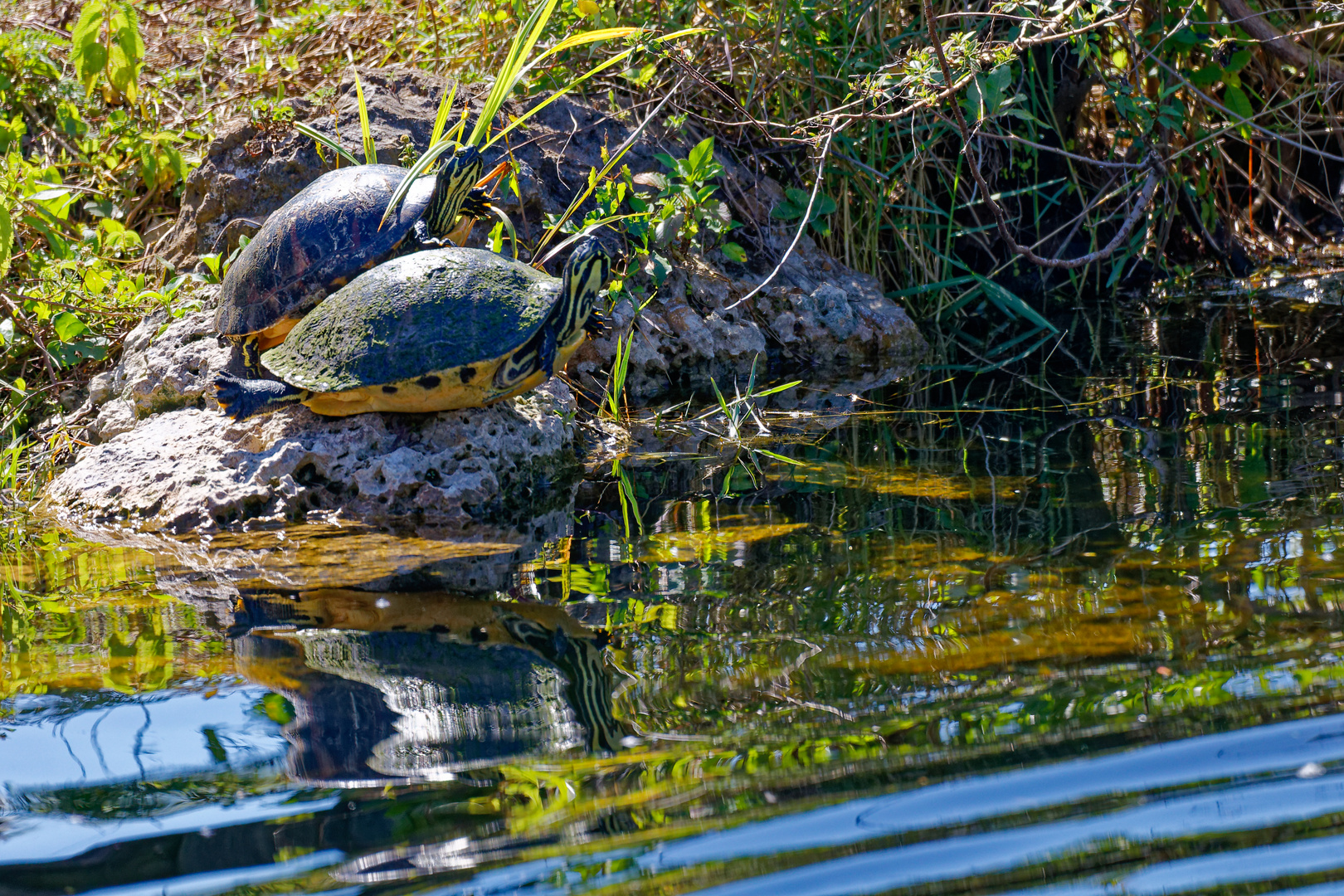 Schmuckschildkröten